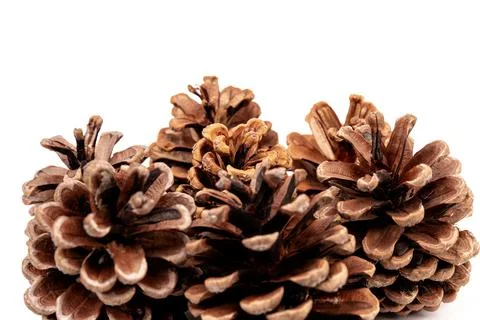 Pine cones isolated on a white background, photography Stock Photos