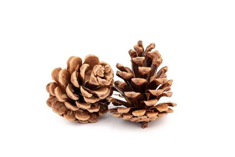 Pine cones isolated on a white background, photography Foto stock
