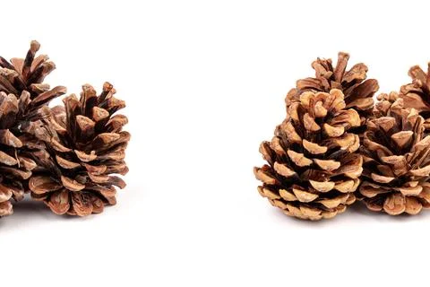 Pine cones isolated on a white background, photography Foto stock