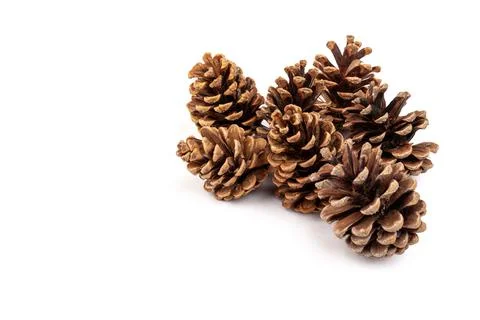 Pine cones isolated on a white background, photography Stock Photos