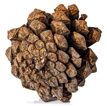 Pine cones isolated on white background. Clipping path Stock Photos