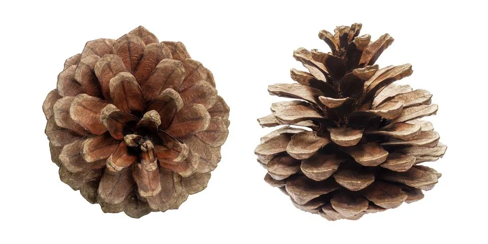 Pine cones isolated on a white background Stock Photos