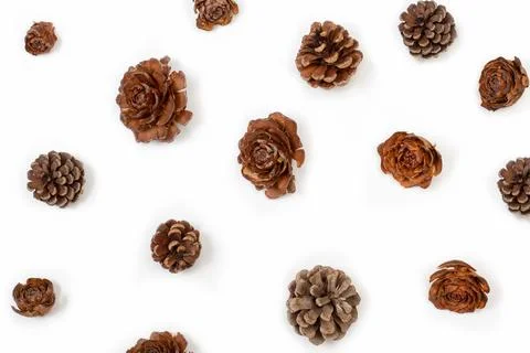 Pine cones isolated on a white background in a top view Stock Photos