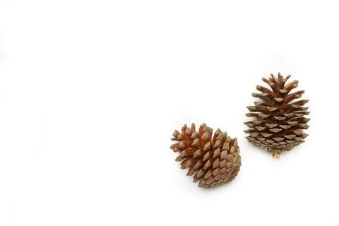 Pine cones isolated on a white background with copy space Foto stock