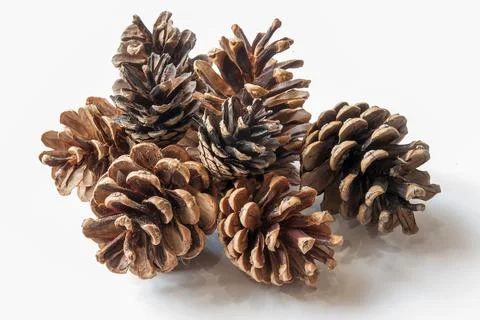Pine cones isolated on white background Stock-Fotos