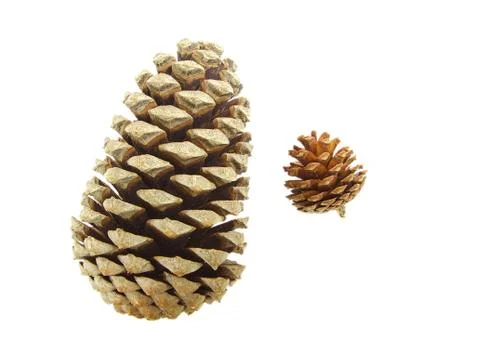Pine cones isolated on white Stock Photos