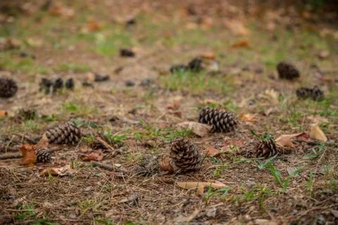 Pine cones laying on the ground Stock Photos