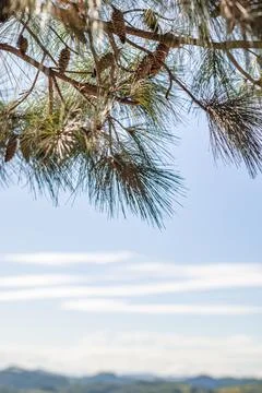 Pine cones, leaves and pine branches in the upper third Stock Photos