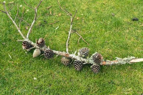 Pine Cones Lichen Covered Fallen Branch Fotos Stock