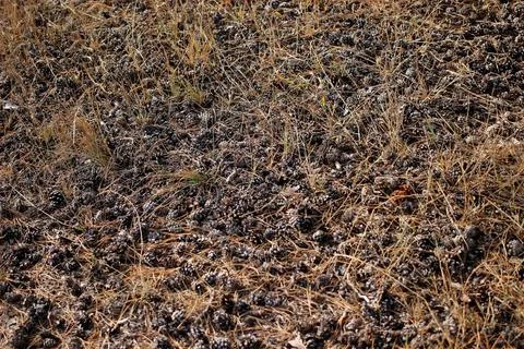 Pine cones lie on dried grass with needles Foto stock