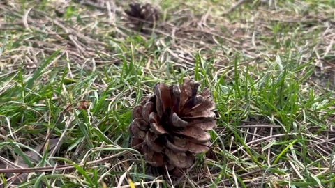 Pine cones lie on the grass Stock Footage 304609604