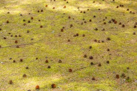 Pine cones lie on the ground in the forest Stock Photos