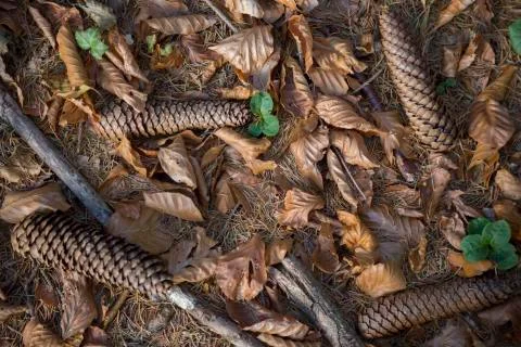 Pine cones lie on the ground Stockfoto's