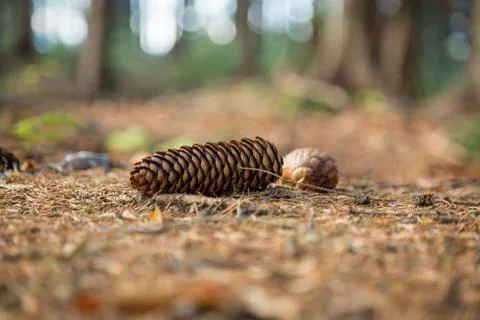 Pine cones lie on the ground 스톡 사진