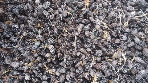 Pine cones lie on the ground Stock Photos