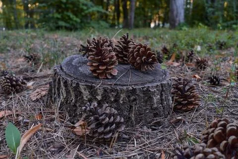 Pine cones lie on a tree stump. Stock Photos