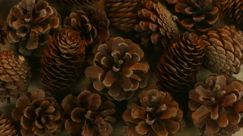 Pine cones Loop UHD-UHD Video stock 56196924