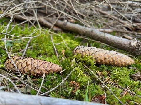 Pine cones lying on green moss in a forest. Stock Photos