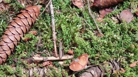 Pine cones lying on moss and dry leaves in the undergrowth Vidéo 315360843