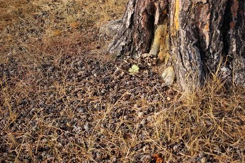 Pine cones lying at the roots of a tree Stock Photos