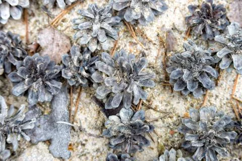 Pine cones lying on the sand Stock Photos