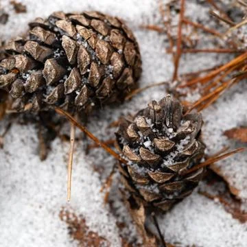 Pine cones lying on the snow in the forest in winter close up 写真素材