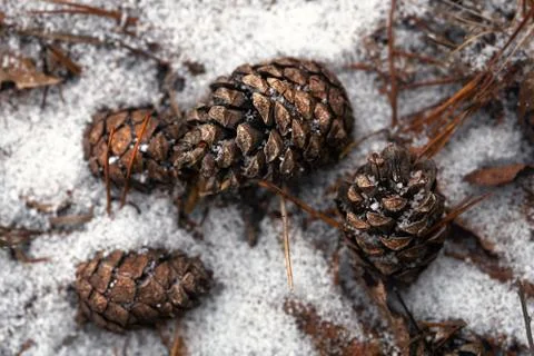 Pine cones lying on the snow in the forest in winter close up Fotos de archivo