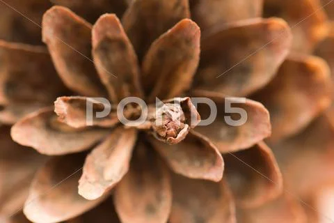 Pine cones. macro Stock Photos