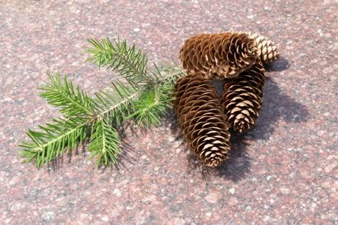 Pine Cones on Marble Stock Photos