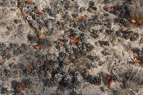 Pine cones in the middle of the Netherlands Stock Photos