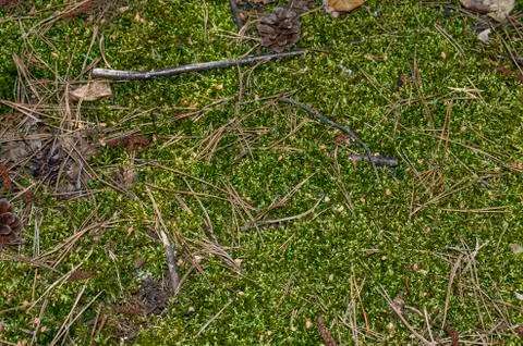Pine cones on moss, needles Stock Photos