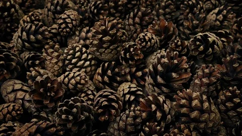 Pine Cones Moving Shot Stock Footage 85065256