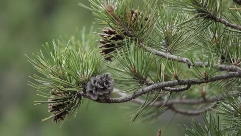 Pine Cones Moving In Wind Close Up Troodos Cyprus 4K Static Stock Footage 341252391