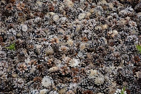 Pine cones mulch. Pine cones. Cones mulch Stock Photos