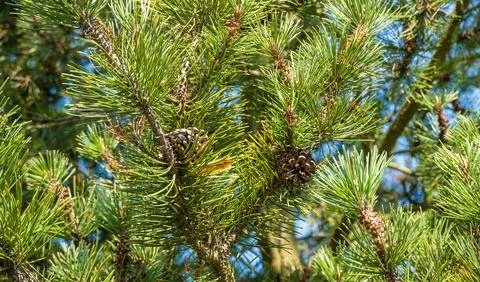 Pine cones with needles on a tree in the forest. Christmas tree. Czech Stock Photos