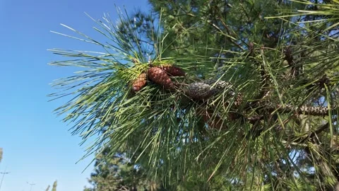 Pine Cones Nestled Among Long Green Needles Video stock 342734715