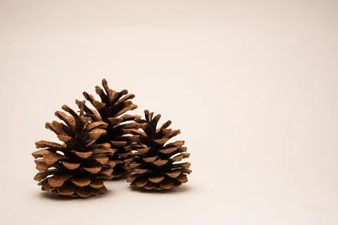 Pine cones on a neutral  background Stock Photos