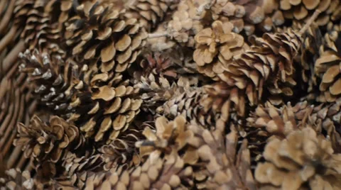 Pine cones nice and dry and some are open up. Stock Footage 33369977