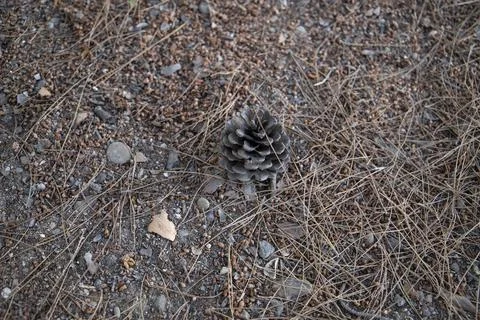 Pine Cones nice and dry and some are open up. Stock Photos