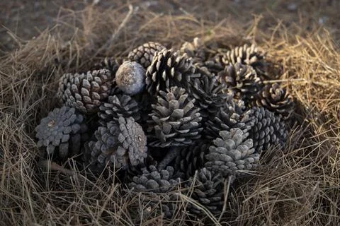 Pine Cones nice and dry and some are open up. Stock Photos