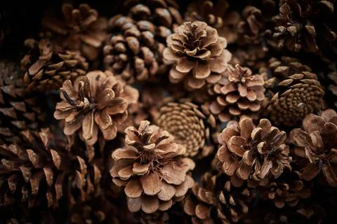 Pine cones in an old tin tray Stock Photos