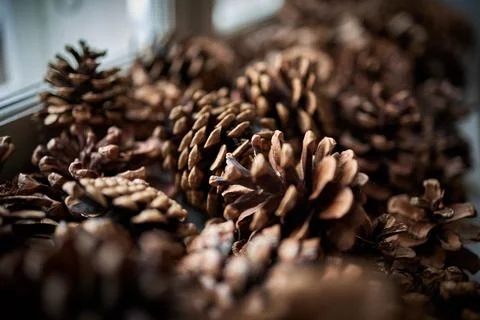 Pine cones in an old tin tray Stock Photos