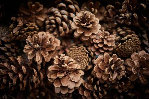 Pine cones in an old tin tray Stock Photos