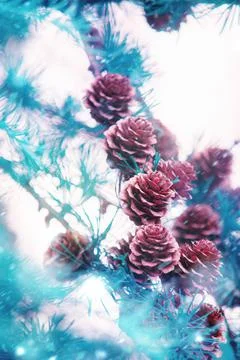 Pine cones one the tree. Christmas, winter theme. Stock Photos