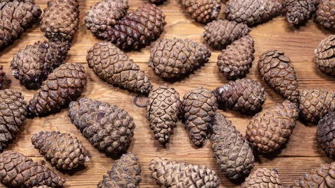 Pine Cones Opening in Time Lapse on a Wooden Background. Fir Cones Moving. .. Stock Footage 329057136