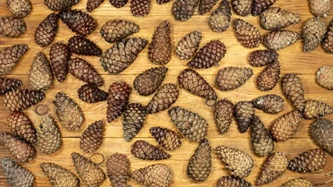 Pine Cones Opening in Time Lapse on a Wooden Background. Fir Cones Moving. .. Stock Footage 336625873