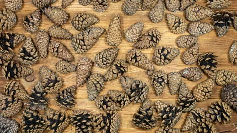 Pine Cones Opening in Time Lapse on a Wooden Background. Fir Cones Moving. .. Stock Footage 339597039