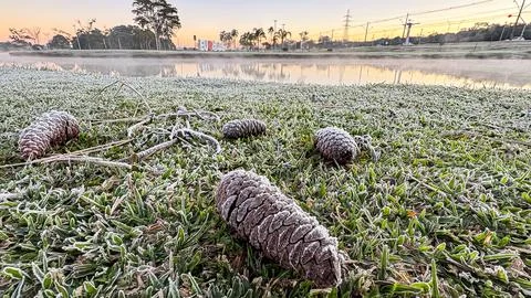 Pine cones (or cones for botanists) covered in frost on grass also covered in Stock Photos