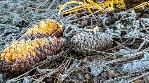 Pine cones (or cones for botanists) covered in frost on grass also covered in Stock Photos