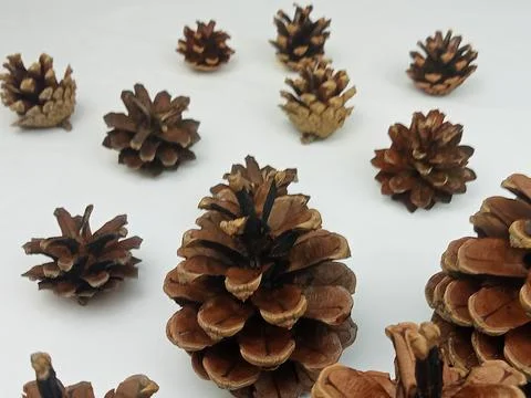 Pine Cones Pattern on White Background, Natural Minimal Composition Stock Photos